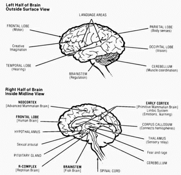 human brain diagram. the purely human brain and